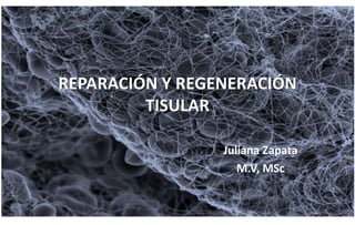 REPARACIÓN Y REGENERACIÓN 
TISULAR 
Juliana Zapata 
M.V, MSc 
 
