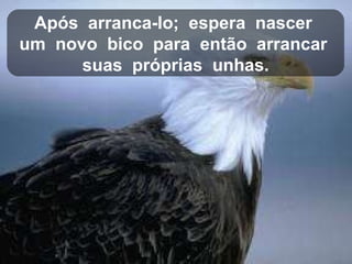 Após  arranca-lo;  espera  nascer  um  novo  bico  para  então  arrancar  suas  próprias  unhas. 