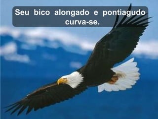Seu  bico  alongado  e  pontiagudo  curva-se. 