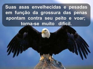 Suas  asas  envelhecidas  e  pesadas em  função  da  grossura  das  penas  apontam  contra  seu  peito  e  voar;  torna-se  muito  difícil. 
