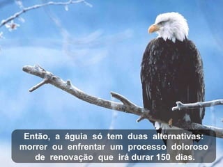 Então,  a  águia  só  tem  duas  alternativas: morrer  ou  enfrentar  um  processo  doloroso de  renovação  que  irá durar 150  dias. 
