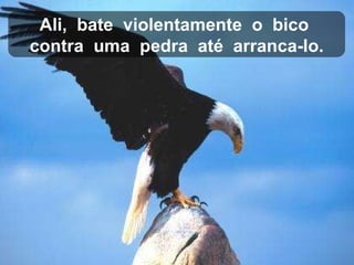 Ali,  bate  violentamente  o  bico  contra  uma  pedra  até  arranca-lo. 