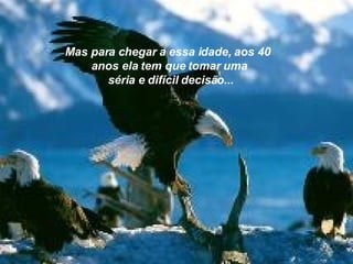 Mas para chegar a essa idade, aos 40  anos ela tem que tomar uma séria e difícil decisão... 