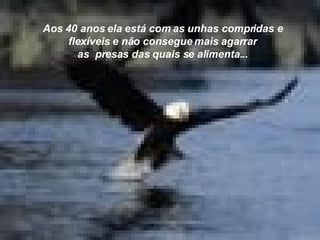 Aos 40 anos ela está com as unhas compridas e flexíveis e não consegue mais agarrar as  presas das quais se alimenta... 