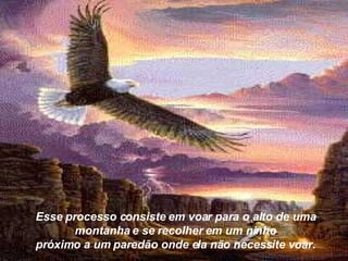 Esse processo consiste em voar para o alto de uma montanha e se recolher em um ninho próximo a um paredão onde ela não necessite voar. 