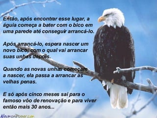 Então, após encontrar esse lugar, a águia começa a bater com o bico em uma parede até conseguir arrancá-lo. Após arrancá-lo, espera nascer um novo bico, com o qual vai arrancar suas unhas depois. Quando as novas unhas começam a nascer, ela passa a arrancar as  velhas penas. E só após cinco meses sai para o  famoso vôo de renovação e para viver  então mais 30 anos... 