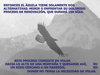 ENTONCES EL ÁGUILA TIENE SOLAMENTE DOS ALTERNATIVAS: MORIR O ENFRENTAR SU DOLORIDO PROCESO DE RENOVACIÓN, QUE DURARÁ 150 DÍAS.  ESTE PROCESO CONSISTE EN VOLAR  HACIA LO ALTO DE UNA MONTAÑA Y QUEDARSE AHÍ,  EN UN NIDO CERCANO A UN PAREDÓN,  EN DONDE NO TENGA LA NECESIDAD DE VOLAR.   