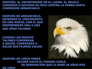 DESPUÉS, AL ENCONTRARSE EN EL LUGAR, EL ÁGUILA COMIENZA A GOLPEAR SU PICO CONTRA LA PARED HASTA CONSEGUIR ARRANCARLO . CUANDO LOS NUEVOS  TALONES COMIENZAN  A NACER, COMENZARÁ A  SACAR SUS PLUMAS VIEJAS. DESPUÉS DE CINCO MESES  SALDRÁ HACIA EL FAMOSO VUELO  DE RENOVACIÓN QUE LE DARÁ 30 AÑOS MÁS DE VIDA!   DESPUÉS DE ARRANCARLO, ESPERARÁ EL CRECIMIENTO  DE UNO NUEVO, CON EL QUE DESPRENDERÁ UNA A UNA  SUS UÑAS TALONES.   