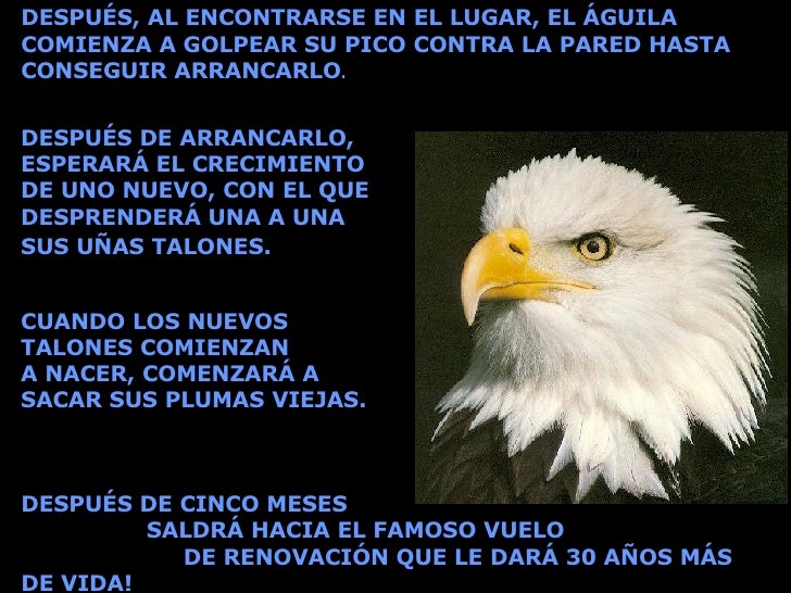 Reflexion Del Aguila Renovarse O Morir Renovarse