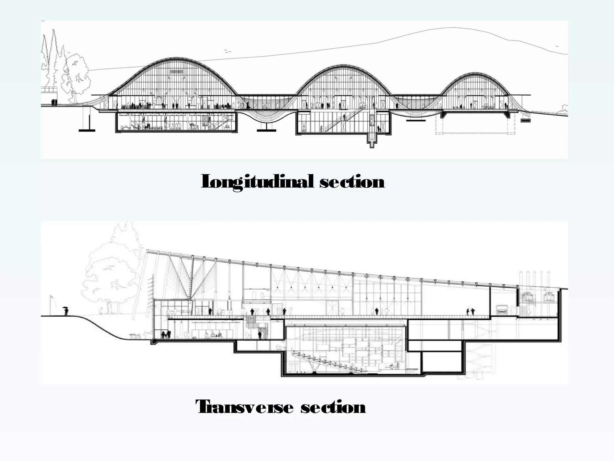 L
ongitudinal section

T
ransverse section

 