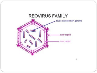 Reorhabdogit | PPT