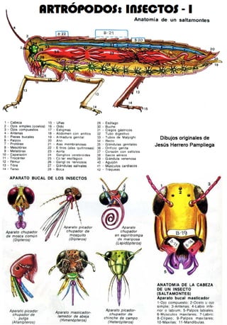 Recortable insectos