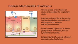 • Viruses spread by the fecal oral
routes and possibly the respiratory
route.
• Cytolytic and toxin like action on the
intestinal epithelium causes loss of
electrolytes and prevents
reabsorption of water.
• Disease can be significant in infants
younger than 24 months, but it is
symptomatic in adults.
• Large amounts of virus are released
during the diarrheal phase.
Disease Mechanisms of rotavirus
 