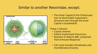 Similar to another Reoviridae, except:
• The Outer Capsid of the Orbiviruses
has no discernable Capsomeric
Structure even though the Inner
Capsid is Icosahedral.
These 2 Genera:
• Causes Viremia
• Infects Erythrocyte Precursors
• Remains in Mature RBC, protected
from Immune Response
• Life Cycle includes Vertebrates and
Invertebrates (Insects).
 