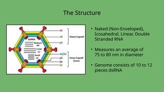 • Naked (Non-Enveloped),
Icosahedral, Linear, Double
Stranded RNA
• Measures an average of
75 to 80 nm in diameter
• Genome consists of 10 to 12
pieces dsRNA
The Structure
 