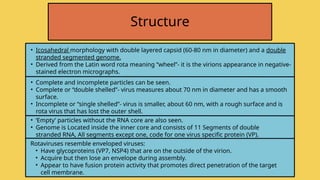 • Icosahedral morphology with double layered capsid (60-80 nm in diameter) and a double
stranded segmented genome.
• Derived from the Latin word rota meaning “wheel”- it is the virions appearance in negative-
stained electron micrographs.
Structure
• Complete and incomplete particles can be seen.
• Complete or “double shelled”- virus measures about 70 nm in diameter and has a smooth
surface.
• Incomplete or “single shelled”- virus is smaller, about 60 nm, with a rough surface and is
rota virus that has lost the outer shell.
• ‘Empty’ particles without the RNA core are also seen.
• Genome is Located inside the inner core and consists of 11 Segments of double
stranded RNA, All segments except one, code for one virus specific protein (VP).
Rotaviruses resemble enveloped viruses:
• Have glycoproteins (VP7, NSP4) that are on the outside of the virion.
• Acquire but then lose an envelope during assembly.
• Appear to have fusion protein activity that promotes direct penetration of the target
cell membrane.
 