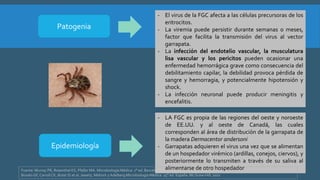 Patogenia
- El virus de la FGC afecta a las células precursoras de los
eritrocitos.
- La viremia puede persistir durante semanas o meses,
factor que facilita la transmisión del virus al vector
garrapata.
- La infección del endotelio vascular, la musculatura
lisa vascular y los pericitos pueden ocasionar una
enfermedad hemorrágica grave como consecuencia del
debilitamiento capilar, la debilidad provoca pérdida de
sangre y hemorragia, y potencialmente hipotensión y
shock.
- La infección neuronal puede producir meningitis y
encefalitis.
Epidemiología
- LA FGC es propia de las regiones del oeste y noroeste
de EE.UU. y al oeste de Canadá, las cuales
corresponden al área de distribución de la garrapata de
la madera Dermacentor andersoni
- Garrapatas adquieren el virus una vez que se alimentan
de un hospedador virémico (ardillas, conejos, ciervos), y
posteriormente lo transmiten a través de su saliva al
alimentarse de otro hospedadorFuente: Murray PR, Rosenthal KS, Pfaller MA. Microbiología Médica. 7° ed. Barcelona. Elsevier. 2013.
Brooks GF, CarrollCK, Butel JS et al. Jawetz, Melnick yAdelberg Microbiología Médica. 25° ed. España. McGraw-Hill. 2010
 