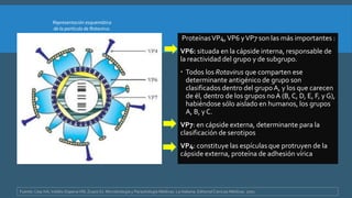 ProteínasVP4,VP6 yVP7 son las más importantes :
VP6: situada en la cápside interna, responsable de
la reactividad del grupo y de subgrupo.
 Todos los Rotavirus que comparten ese
determinante antigénico de grupo son
clasificados dentro del grupo A, y los que carecen
de él, dentro de los grupos noA (B, C, D, E, F, y G),
habiéndose sólo aislado en humanos, los grupos
A, B, y C.
VP7: en cápside externa, determinante para la
clasificación de serotipos
VP4: constituye las espículas que protruyen de la
cápside externa, proteína de adhesión vírica
Representación esquemática
de la partícula de Rotavirus.
Fuente: Llop HA,Valdés-DapenaVM, Zuazo SJ. Microbiología y Parasitología Médicas. La Habana. EditorialCiencias Médicas. 2001
 