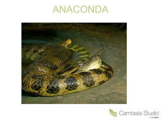 ANACONDA 