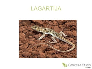 LAGARTIJA 