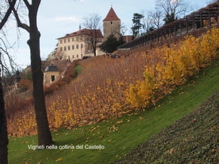 Vigneti nella collina del Castello
 