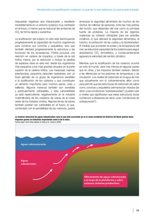11
Introducción a la acidificación oceánica: Lo que es, lo que sabemos y lo que puede suceder.
respuestas negativas que interactuarán y resultarán
inevitablemente en un entorno oceánico muy cambiado
en el futuro, a menos que se reduzcan las emisiones de
CO2
de forma rápida y sustantiva.
La acidificación del océano no sólo está disminuyendo
progresivamente la capacidad de muchos organismos
para construir sus conchas y esqueletos, sino que
también afectará progresivamente la estructura y las
funciones de los ecosistemas. Podría provocar una
reacción en cadena de impactos, a través de la red
trófica marina, por la reducción o incluso la pérdida
de especies clave en esta red, desde los organismos
más pequeños a los más grandes situados en la parte
superior de la cadena trófica. Las mariposas marinas
(pterópodos), pequeños caracoles nadadores, son un
buen ejemplo de un grupo de organismos sensibles
a la acidificación de los océanos y que constituyen
un alimento importante para muchos peces, aves y
ballenas. Algunos mariscos también son sensibles
y particularmente vulnerables, y esta vulnerabilidad
ya está repercutiendo negativamente en la industria
multimillonaria de los criaderos de ostras de la costa
oeste de los Estados Unidos. Algunas larvas de peces
también podrían ser vulnerables en el futuro, lo que,
combinado con la sensibilidad de los mariscos, podría
amenazar la seguridad alimentaria de muchos de los
cientos de millones de personas, entre las más pobres
del mundo, que dependen del mar como su principal
fuente de proteínas. La mayoría de las regiones
oceánicas se volverán inhóspitas para los arrecifes
coralinos, lo que afectará la seguridad alimentaria, el
turismo, la protección de las costas y la biodiversidad.
A medida que aumenten la acidez y la temperatura del
mar, se reducirá la capacidad de los océanos para seguir
absorbiendo CO2
atmosférico, y consecuentemente
agravara la velocidad del cambio climático.
Mientras que la acidificación de los océanos ocurrirá
en todo el mundo, será más intensa en algunas partes
que en otras, y los impactos también variarán, debido
a las diferencias en los patrones de temperatura y de
circulación. Los niveles de carbonato en el agua de mar
que actualmente son lo suficientemente altos como
para permitir que las estructuras de carbonato de calcio
como conchas y esqueletos permanezcan intactas (es
decir, unas condiciones “sobresaturadas”), pueden caer
a niveles que significarían que estas estructuras duras
comiencen a disolverse (es decir, unas “condiciones de
subsaturación”).
La invasion estacional de aguas subsaturadas como la que está ocurriendo ya en la costa occidental de América del Norte podrían tener
impactos graves en industrias importantes como la de la ostra.
Fuente según Carol Turley basado en Feely at al., Science (2008).
 