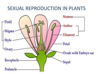 SEXUAL REPRODUCTION IN PLANTS
 