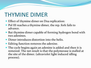 THYMINE DIMER
 Effect of thymine dimer on Dna replication:
 Pol III reaches a thymine dimer, the rep. fork fails to
advance.
 But thymine dimer capable of forming hydrogen bond with
two adenines.
 Dimer introduces distortion into the helix.
 Editing function removes the adenine.
 The cycle begins again an adenine is added and then it is
removed. The net result is that the polymerase is stalled at
the site of the dimer. (ultraviolet light induced idling
process).
 