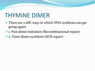 THYMINE DIMER
 There are 2 diff. ways in which DNA synthesis can get
going again:
 1. Post dimer initiation (Recombinational repair)
 2. Trans dimer synthesis (SOS repair)
 