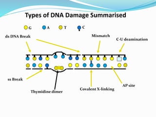 Types of DNA Damage Summarised
G A CT
ds DNA Break Mismatch
Thymidine dimer
AP site
Covalent X-linking
ss Break
C-U deamination
 