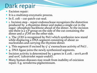 Dark repair
 Excision repair:
 It is a multistep enzymatic process.
 In E. coli – cut-patch-cut-seal.
 1. Incision step – repair endonuclease recognizes the distortion
produced by a thyamine dimer and makes a single cut in the
sugar- phosphate backbone ahead of the dimer. At the incision
site there is a 5’P group on the side of the cut containing the
dimer and a 3’OH on the other side.
 2. The 3’OH is recognized by Pol.I which synthesize new stand
while displacing a DNA segment consisting of about 20
nucleotides and carrying the thymine dimer.
 3. This segment if excised by 5’-3’ exonuclease activity of Pol.I .
 4. DNA ligase joins the newly synthesized segments.
 Incision activity is determined by 3 genes in E.coli. : uvrA,uvrB
and uvrC (ultraviolet repair endoI).
 Many human diseases may result from inability of exicision
repair. E.g. xeroderma pigmentosum.
 