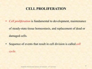 CELL PROLIFERATION
• Cell proliferation is fundamental to development, maintenance
of steady-state tissue homeostasis, and replacement of dead or
damaged cells.
• Sequence of events that result in cell division is called cell
cycle.
10
ROBBINS PATHOLOGIC BASICS OF DISEASE – 9TH EDITION
 