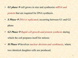 • G1 phase cell grows in size and synthesize mRNA and
protein that are required for DNA synthesis.
• S Phase DNA is replicated; occurring between G1 and G2
phase
• G2 Phase Rapid cell growth and protein synthesis during
which the cell prepares itself for mitosis
• M Phase Involves nuclear division and cytokinesis, where
two identical daughter cells are produced.
14
 