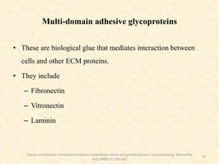 Multi-domain adhesive glycoproteins
• These are biological glue that mediates interaction between
cells and other ECM proteins.
• They include
– Fibronectin
– Vitronectin
– Laminin
20
Schultz and Wysocki, Interactions between extracellular matrix and growth factors in wound healing, Wound Rep
Reg (2009) 17 153–162
 