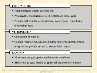 21
• High molecular weight glycoprotein
• Produced by endothelial cells, fibroblasts, epithelial cells
• Primary matrix in the organization of collagenous tissue during
the repair process
FIBRONECTIN
• Component of platelets
• Contain receptors which act as binding site for membrane bound
integrins and provide anchor to extracellular matrix
VITRONECTIN
• Most abundant glycoprotein in basement membrane
• Binds cells to basal lamina of epithelial and connective tissue
LAMININ
Caffesse, Quliiones. Polypeptide growth factors and attachment proteins in periodontal wound healing and regeneration .Periodontology
2000.1999 ; I:69-79
 