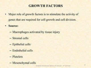 GROWTH FACTORS
• Major role of growth factors is to stimulate the activity of
genes that are required for cell growth and cell division.
• Source:
– Macrophages activated by tissue injury
– Stromal cells
– Epithelial cells
– Endothelial cells
– Platelets
– Mesenchymal cells
22
ROBBINS PATHOLOGIC BASICS OF DISEASE – 9TH EDITION
 