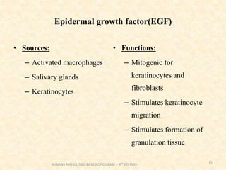 Epidermal growth factor(EGF)
• Sources:
– Activated macrophages
– Salivary glands
– Keratinocytes
• Functions:
– Mitogenic for
keratinocytes and
fibroblasts
– Stimulates keratinocyte
migration
– Stimulates formation of
granulation tissue
25
ROBBINS PATHOLOGIC BASICS OF DISEASE – 9TH EDITION
 