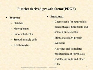 Platelet derived growth factor(PDGF)
• Sources:
– Platelets
– Macrophages
– Endothelial cells
– Smooth muscle cells
– Keratinocytes
• Functions:
– Chemotactic for neutrophils,
macrophages, fibroblasts and
smooth muscle cells
– Stimulates ECM protein
synthesis
– Activates and stimulates
proliferation of fibroblasts,
endothelial cells and other
cells
29
ROBBINS PATHOLOGIC BASICS OF DISEASE – 9TH EDITION
 