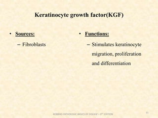 Keratinocyte growth factor(KGF)
• Sources:
– Fibroblasts
• Functions:
– Stimulates keratinocyte
migration, proliferation
and differentiation
31
ROBBINS PATHOLOGIC BASICS OF DISEASE – 9TH EDITION
 
