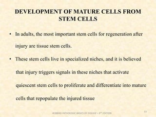DEVELOPMENT OF MATURE CELLS FROM
STEM CELLS
• In adults, the most important stem cells for regeneration after
injury are tissue stem cells.
• These stem cells live in specialized niches, and it is believed
that injury triggers signals in these niches that activate
quiescent stem cells to proliferate and differentiate into mature
cells that repopulate the injured tissue
33
ROBBINS PATHOLOGIC BASICS OF DISEASE – 9TH EDITION
 