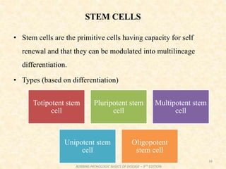 STEM CELLS
• Stem cells are the primitive cells having capacity for self
renewal and that they can be modulated into multilineage
differentiation.
• Types (based on differentiation)
34
Totipotent stem
cell
Pluripotent stem
cell
Multipotent stem
cell
Unipotent stem
cell
Oligopotent
stem cell
ROBBINS PATHOLOGIC BASICS OF DISEASE – 9TH EDITION
 