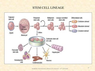 37
ROBBINS PATHOLOGIC BASICS OF DISEASE – 9TH EDITION
STEM CELL LINEAGE
 