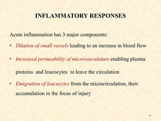 INFLAMMATORY RESPONSES
Acute inflammation has 3 major components:
• Dilation of small vessels leading to an increase in blood flow
• Increased permeability of microvasculature enabling plasma
proteins and leucocytes to leave the circulation
• Emigration of leucocytes from the microcirculation, their
accumulation in the focus of injury
40
 