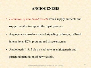 ANGIOGENESIS
• Formation of new blood vessels which supply nutrients and
oxygen needed to support the repair process.
• Angiogenesis involves several signaling pathways, cell-cell
interactions, ECM proteins and tissue enzymes
• Angiopoetin 1 & 2 play a vital role in angiogenesis and
structural maturation of new vessels.
42
ROBBINS PATHOLOGIC BASICS OF DISEASE – 9TH EDITION
 