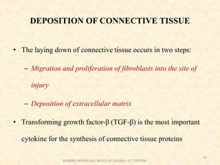 DEPOSITION OF CONNECTIVE TISSUE
• The laying down of connective tissue occurs in two steps:
– Migration and proliferation of fibroblasts into the site of
injury
– Deposition of extracellular matrix
• Transforming growth factor-β (TGF-β) is the most important
cytokine for the synthesis of connective tissue proteins
45
ROBBINS PATHOLOGIC BASICS OF DISEASE – 9TH EDITION
 