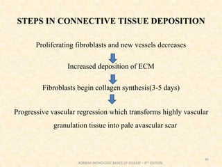 STEPS IN CONNECTIVE TISSUE DEPOSITION
Proliferating fibroblasts and new vessels decreases
Increased deposition of ECM
Fibroblasts begin collagen synthesis(3-5 days)
Progressive vascular regression which transforms highly vascular
granulation tissue into pale avascular scar
46
ROBBINS PATHOLOGIC BASICS OF DISEASE – 9TH EDITION
 