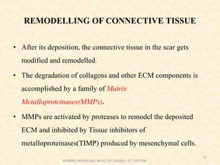 REMODELLING OF CONNECTIVE TISSUE
• After its deposition, the connective tissue in the scar gets
modified and remodelled.
• The degradation of collagens and other ECM components is
accomplished by a family of Matrix
Metalloproteinases(MMPs).
• MMPs are activated by proteases to remodel the deposited
ECM and inhibited by Tissue inhibitors of
metalloproteinases(TIMP) produced by mesenchymal cells.
47
ROBBINS PATHOLOGIC BASICS OF DISEASE – 9TH EDITION
 