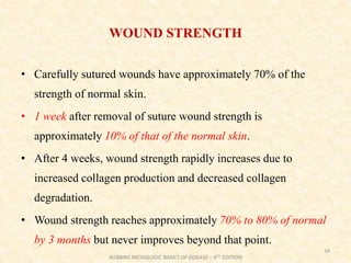 WOUND STRENGTH
• Carefully sutured wounds have approximately 70% of the
strength of normal skin.
• 1 week after removal of suture wound strength is
approximately 10% of that of the normal skin.
• After 4 weeks, wound strength rapidly increases due to
increased collagen production and decreased collagen
degradation.
• Wound strength reaches approximately 70% to 80% of normal
by 3 months but never improves beyond that point.
59
ROBBINS PATHOLOGIC BASICS OF DISEASE – 9TH EDITION
 