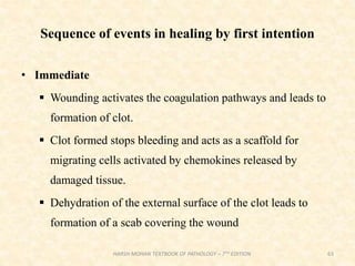 Sequence of events in healing by first intention
• Immediate
 Wounding activates the coagulation pathways and leads to
formation of clot.
 Clot formed stops bleeding and acts as a scaffold for
migrating cells activated by chemokines released by
damaged tissue.
 Dehydration of the external surface of the clot leads to
formation of a scab covering the wound
63
HARSH MOHAN TEXTBOOK OF PATHOLOGY – 7TH EDITION
 