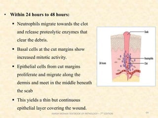 • Within 24 hours to 48 hours:
 Neutrophils migrate towards the clot
and release proteolytic enzymes that
clear the debris.
 Basal cells at the cut margins show
increased mitotic activity.
 Epithelial cells from cut margins
proliferate and migrate along the
dermis and meet in the middle beneath
the scab
 This yields a thin but continuous
epithelial layer covering the wound.
64
HARSH MOHAN TEXTBOOK OF PATHOLOGY – 7TH EDITION
 